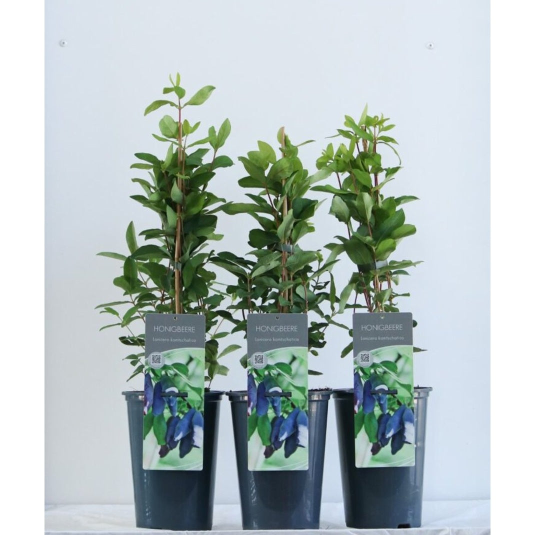 Kaprifol – Lonicera caerulea kamtschatica - C3 40-60 CM